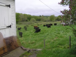a herd of cattle grazing next to the shop