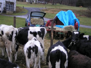 Hauling hay in an MGB GT
