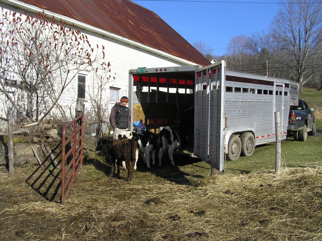 Seth Holton's holstein heifers depart for winter pasture