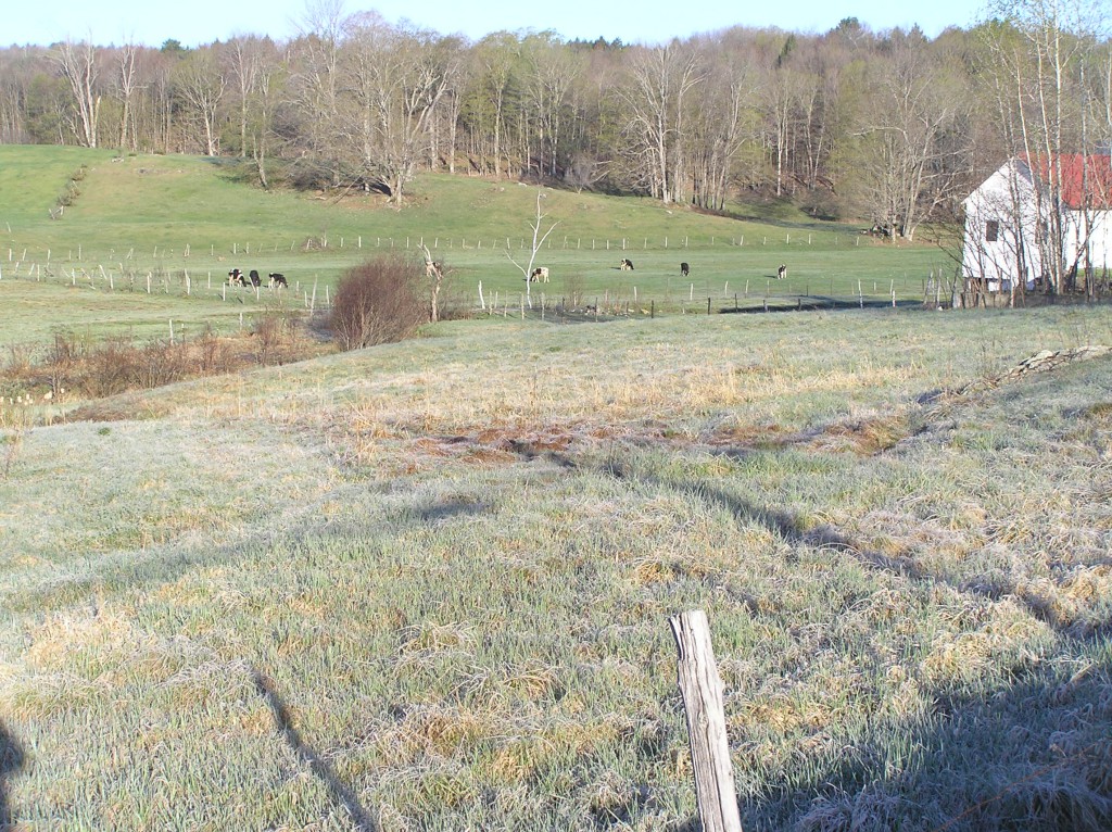 Holsteins in pasture