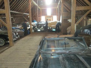Jaguars in the barn
